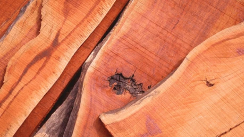 Wood Export padauk wood (2)